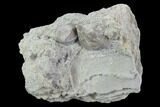 Blastoid (Pentremites) Fossil - Illinois #92232-1